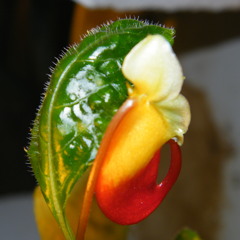 kurun positive bassline