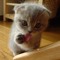 TehKitteh