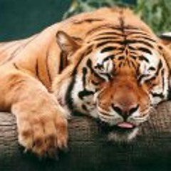 Vladimir House Biscan