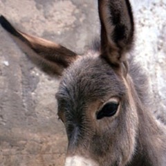 Five Iron Frenzy - Sonnie