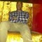 Official_Bubz