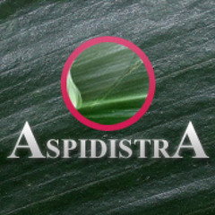 AspidistrA