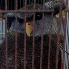 koututuyu