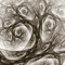 Blackroot