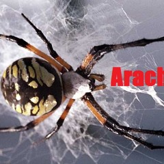Arachnoyd