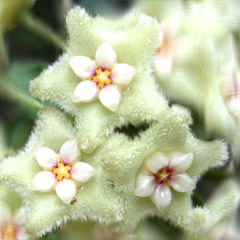 kytophyto