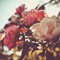 sweet_dreams