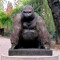 herr_affe