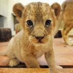 Ain Nuraisha Mahazir