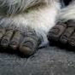 monsterfeet