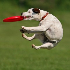 discodogs