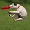 discodogs