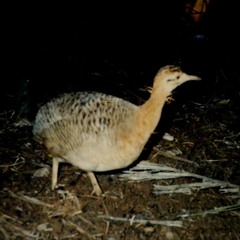 sir dinosaur, the brave - SINKINGELEPHANT 1st track from EP - 2012