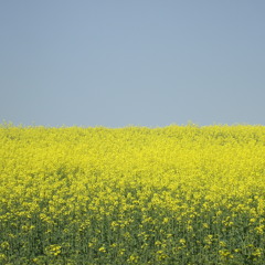 BSM - Baynette Music