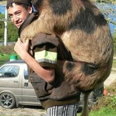 Tawhairiri Taua-Taiatini