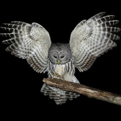 Robert LeBrun "Night Owl"