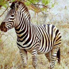 Young King Zebra