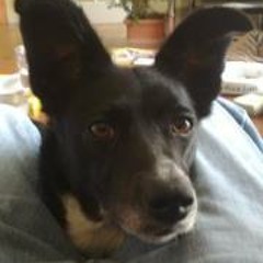 Jack P