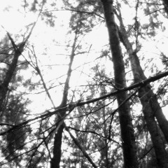 [Dark Ambient Forest]