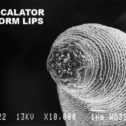 SoundCloud profile picture for @escalator