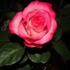 Marie Lönngren Sonesson