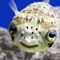 Fishwel
