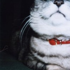 Sakae Yoshimoto