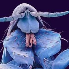 pulex