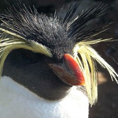 Funkypenguin