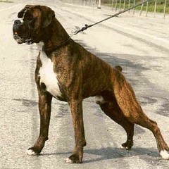 boxer-tiburon