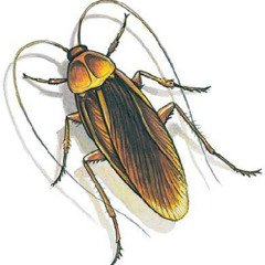 _Roach_