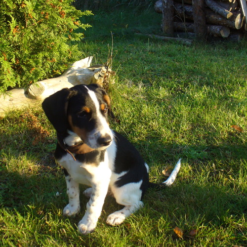 INSANE (LIVE) - 17.04. - 21.04.2011 @ Pepe