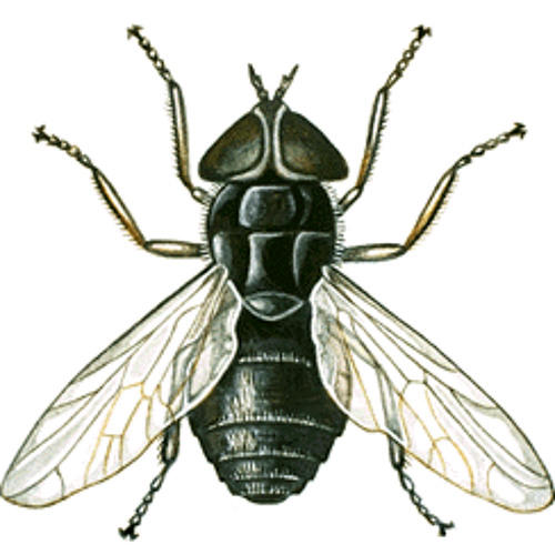 Сколько лапок у 6 жуков. Шесть ног у насекомых. Лапки насекомых. Насекомое с 6 лапами. Насекомые с шестью конечностями.