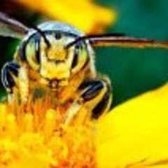 Rachel A. Paul-Sharp