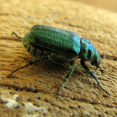 Korg DS-10 live performances (first tries)