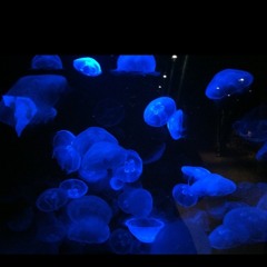 derek allen11/echo music