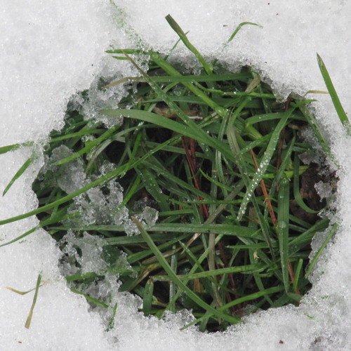 Where There Are Trees - Josephine Foster