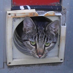 Circle Versus Square ICS