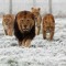 LIONESS ON THE RISE