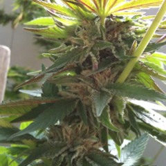 Cluekid-Electric_Avenue_(Memory_Leak_Re-work_2012)