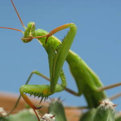 laurariascos