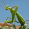 laurariascos