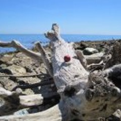 Christine Wilkinson 1