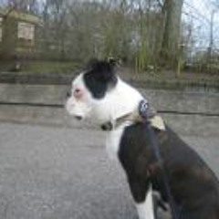 Bommel vld