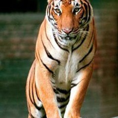 Gustavo Rodriguez 16