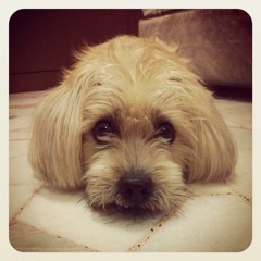 回來吧雷夢那！