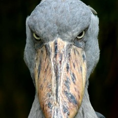 --->shoebill<----