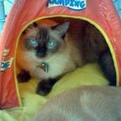 Andrés Jobacho Reyes