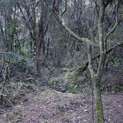 The Field Reporter radio