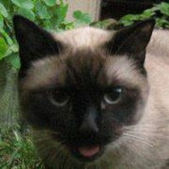 Audreyanne Covarrubias